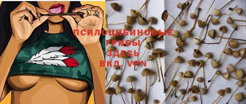 гидра как зайти  Унеча  Псилоцибиновые грибы Magic Shrooms  продажа наркотиков 